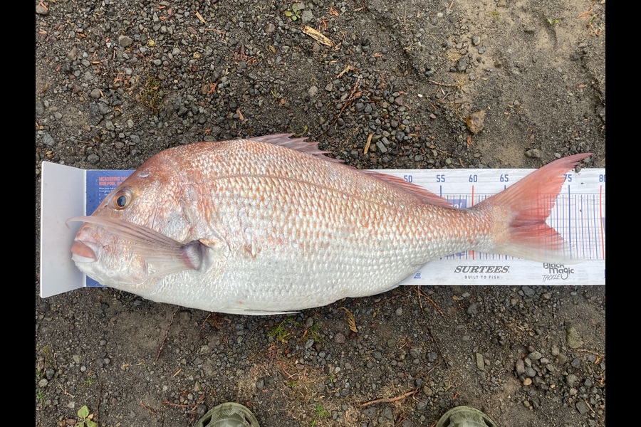 Regan George caught this 71.0cm Snapper at Taranaki during The Export NZ Fishing Competition