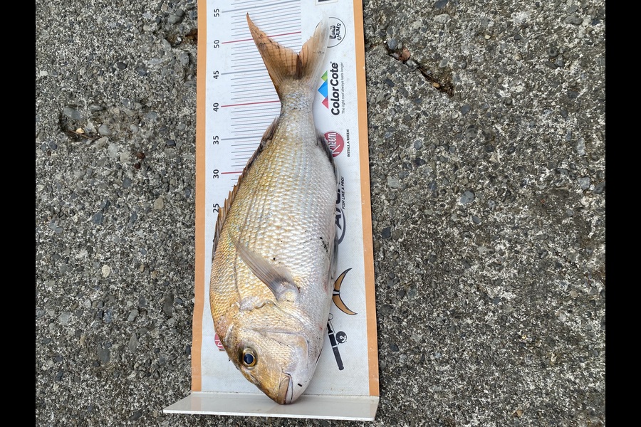 Dale Hemi caught this 46.5cm Snapper at Wairarapa
 during The Export NZ Fishing Competition