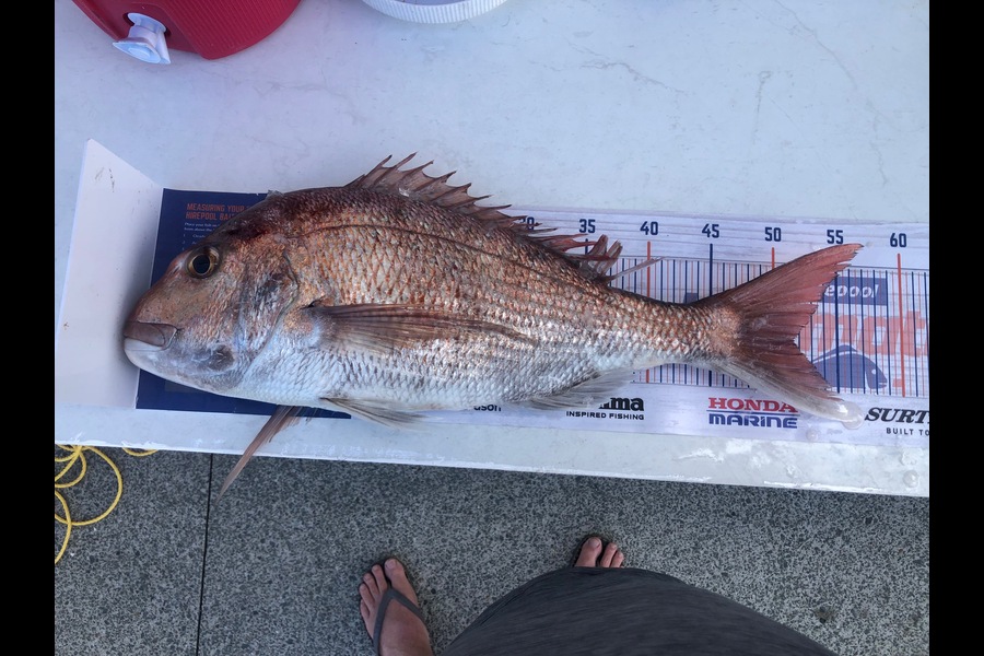 Errol Johnson caught this 51.5cm Snapper at Auckland during The Export NZ Fishing Competition