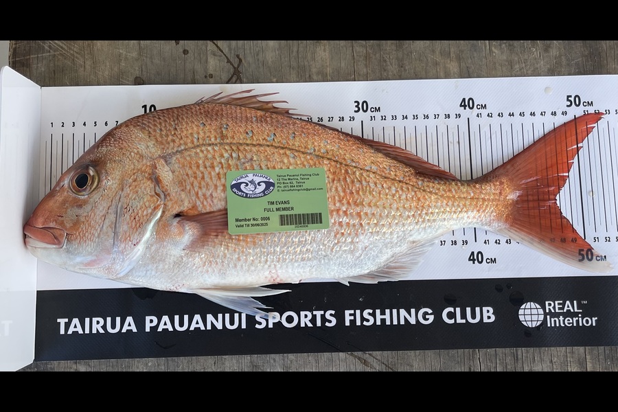 Tim Evans caught this 47.5cm Snapper at Coromandel during The Export NZ Fishing Competition