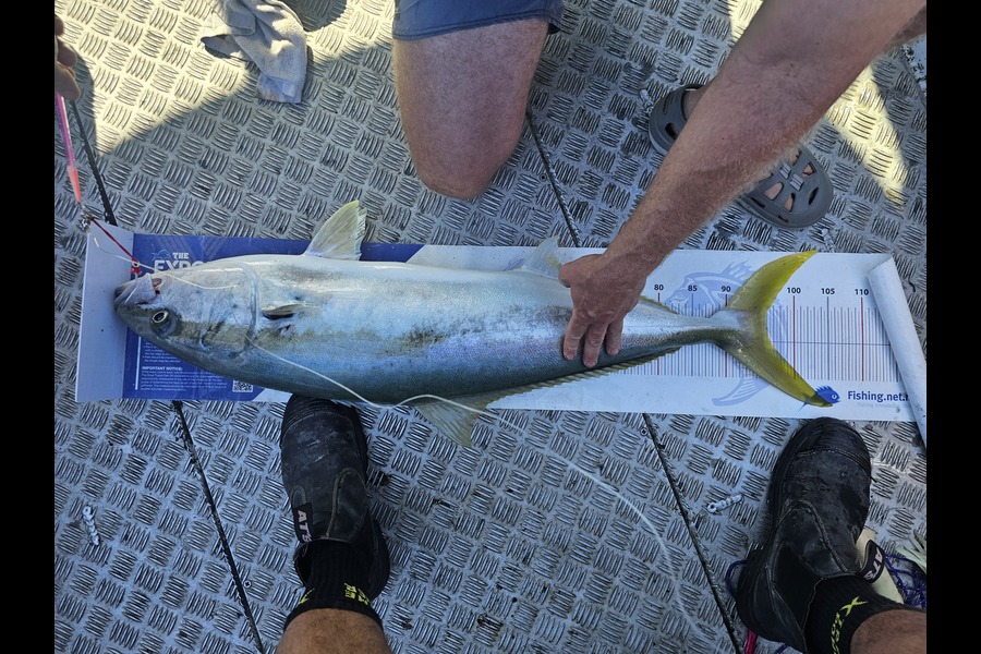 Stuart Callow caught this 96.0cm Kingfish at Northland during The Export NZ Fishing Competition