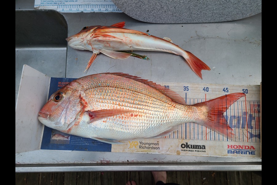 Jordan Boyd caught this 44.0cm Snapper at Wellington during The Export NZ Fishing Competition