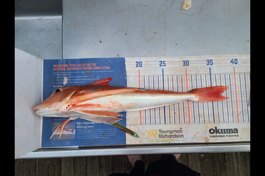 Jordan Boyd caught this 36.5cm Gurnard at Wellington during The Export NZ Fishing Competition