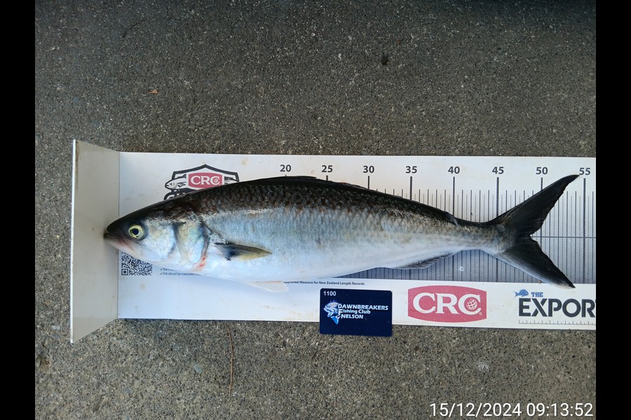 Corey Parsons caught this 48.5cm Kahawai at Nelson/Marlborough during The Export NZ Fishing Competition