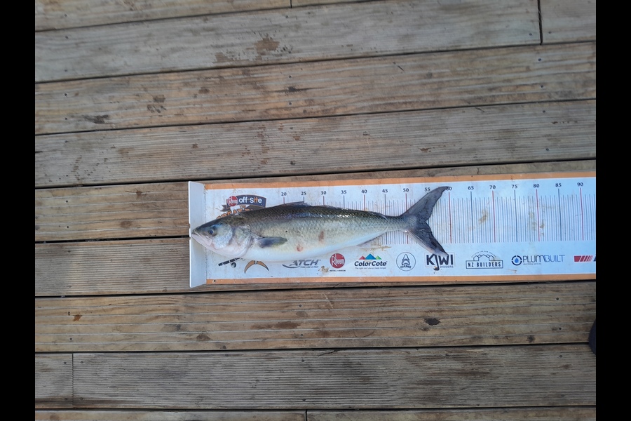 Sam Griggs caught this 54cm Kahawai at Taranaki during The Export NZ Fishing Competition