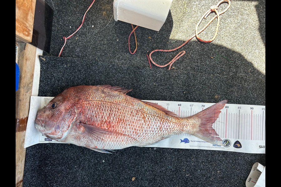 Philip Parks caught this 74cm Snapper at Auckland during The Export NZ Fishing Competition