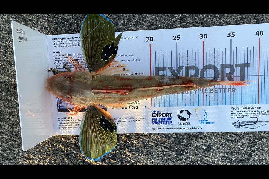 Muhammad Taqiyuddin caught this 37.0cm Gurnard at Auckland during The Export NZ Fishing Competition