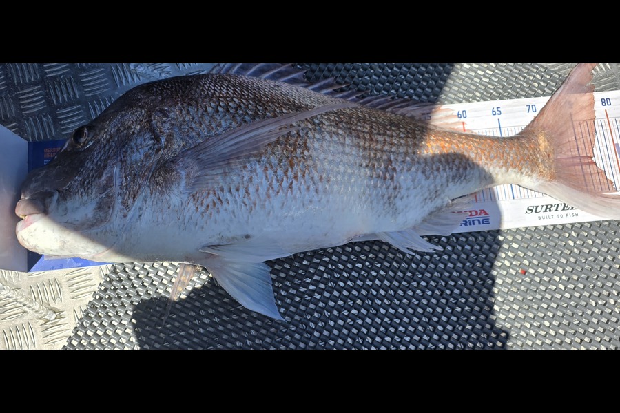 Nicole  Frood caught this 77.0cm Snapper at Northland during The Export NZ Fishing Competition