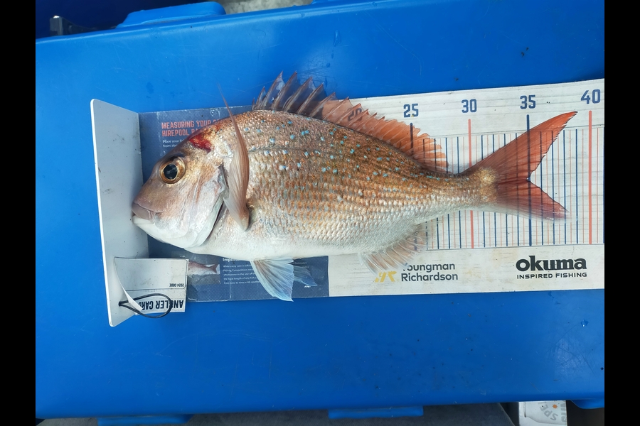 Len Clarke caught this 34.5cm Snapper at Northland during The Export NZ Fishing Competition