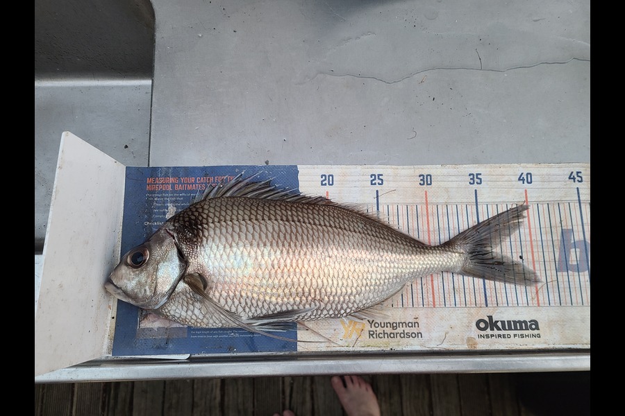 Jordan Boyd caught this 35.5cm Tarakihi at Wellington during The Export NZ Fishing Competition
