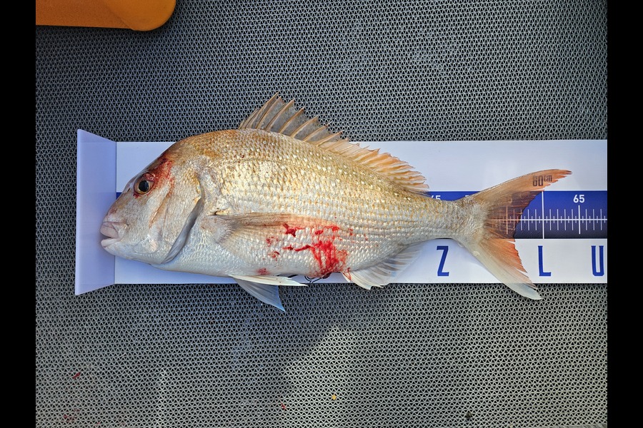 Mark Devantier  caught this 56.0cm Snapper at Northland during The Export NZ Fishing Competition