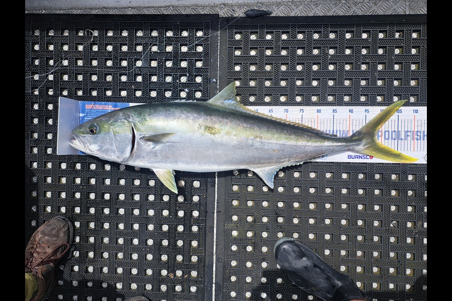 Harry Kovacs caught this 98.0cm Kingfish at Wellington during The Export NZ Fishing Competition
