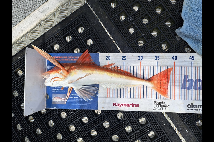 Harry Kovacs caught this 38.0cm Gurnard at Wellington during The Export NZ Fishing Competition