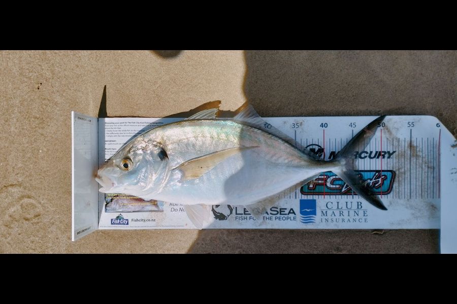 Kael Mackie caught this 45.5cm Trevally at Northland during The Export NZ Fishing Competition
