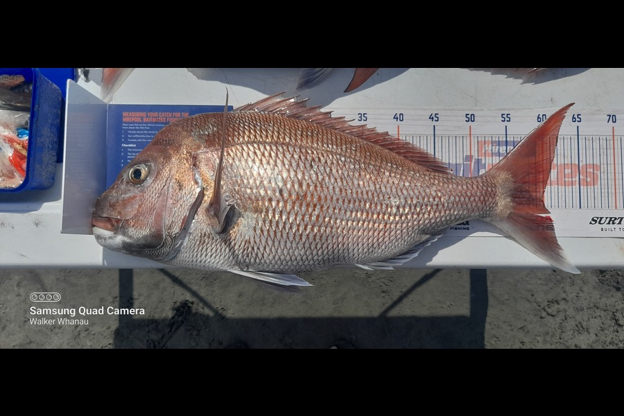 Pete Walker caught this 59.5cm Snapper at West Coast during The Export NZ Fishing Competition