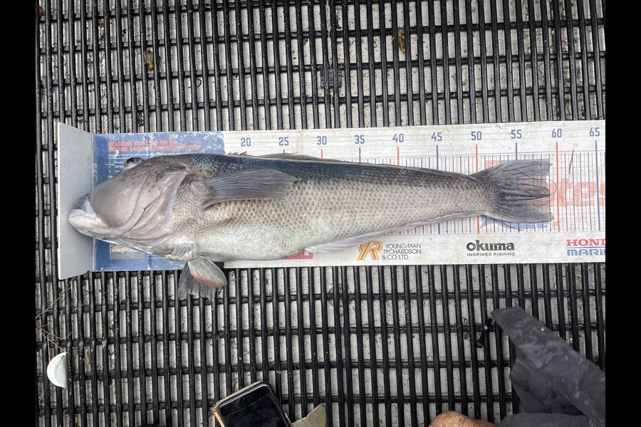 Matt May caught this 58.5cm Blue Cod at Canterbury during The Export NZ Fishing Competition