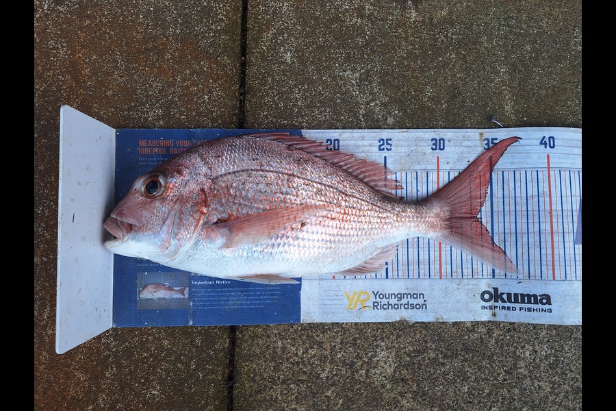 Trevor Hopson caught this 33.5cm Snapper at Coromandel during The Export NZ Fishing Competition
