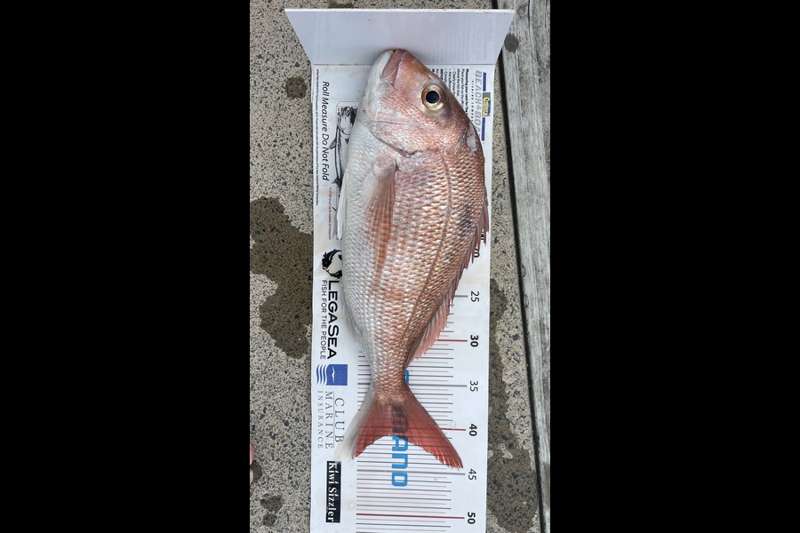 Brendan Lochead caught this 40.5cm Snapper at Auckland during The Export NZ Fishing Competition