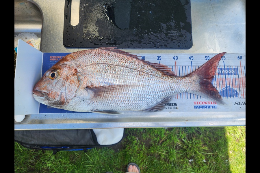 Holly Stuart caught this 50.5cm Snapper at Taranaki during The Export NZ Fishing Competition