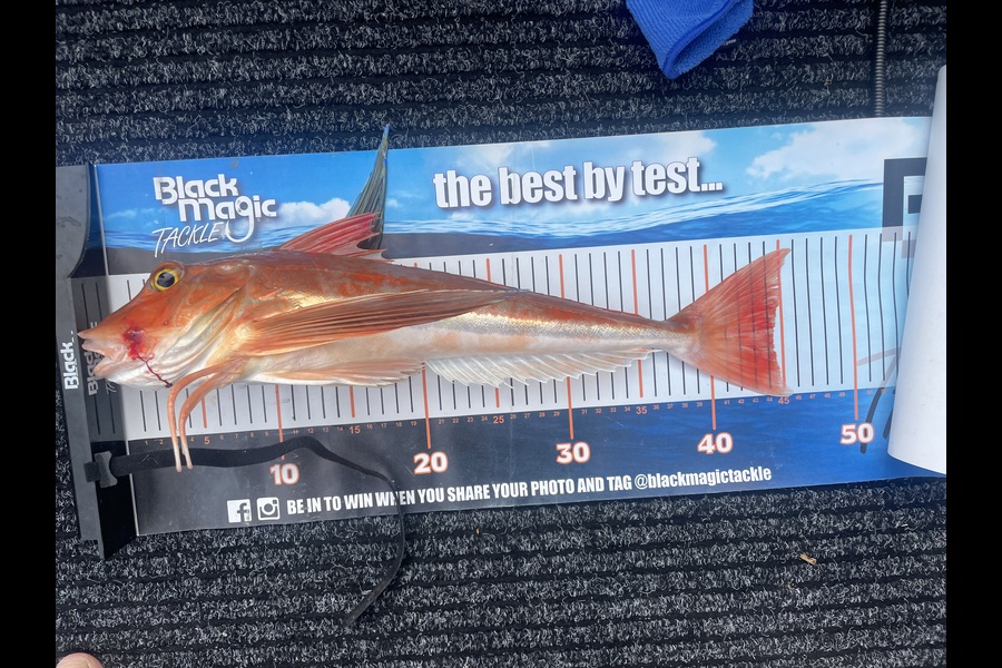 Phil Steel caught this 44.0cm Gurnard at Nelson/Marlborough during The Export NZ Fishing Competition