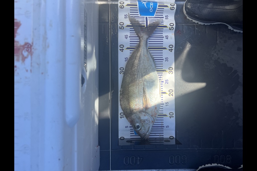 Jonny Harman caught this 49cm Tarakihi at Canterbury during The Export NZ Fishing Competition