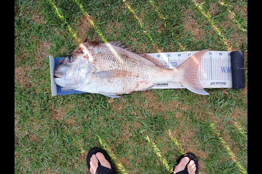 Michael James caught this 68.0cm Snapper at Northland during The Export NZ Fishing Competition