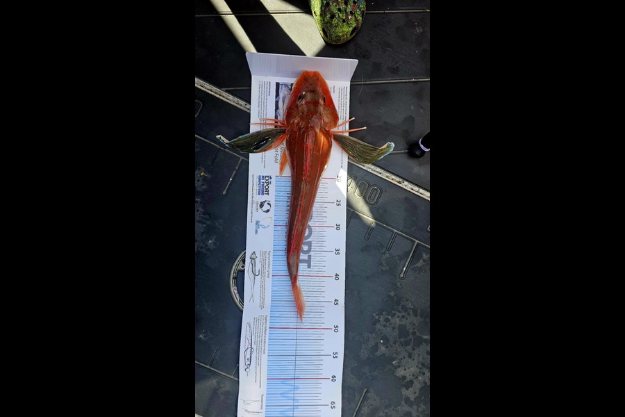 Adam  Walker caught this 47cm Gurnard at Nelson/Marlborough during The Export NZ Fishing Competition