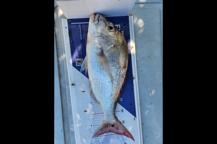 Ben Johnson caught this 48.0cm Snapper at Auckland during The Export NZ Fishing Competition