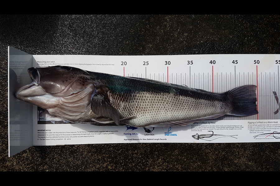 Chilton  Atherton  caught this 49.5cm Blue Cod at Taranaki during The Export NZ Fishing Competition