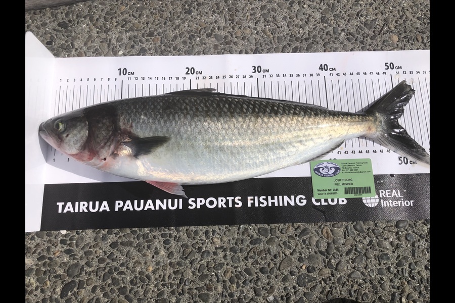Josh Strong caught this 50.0cm Kahawai at Coromandel during The Export NZ Fishing Competition