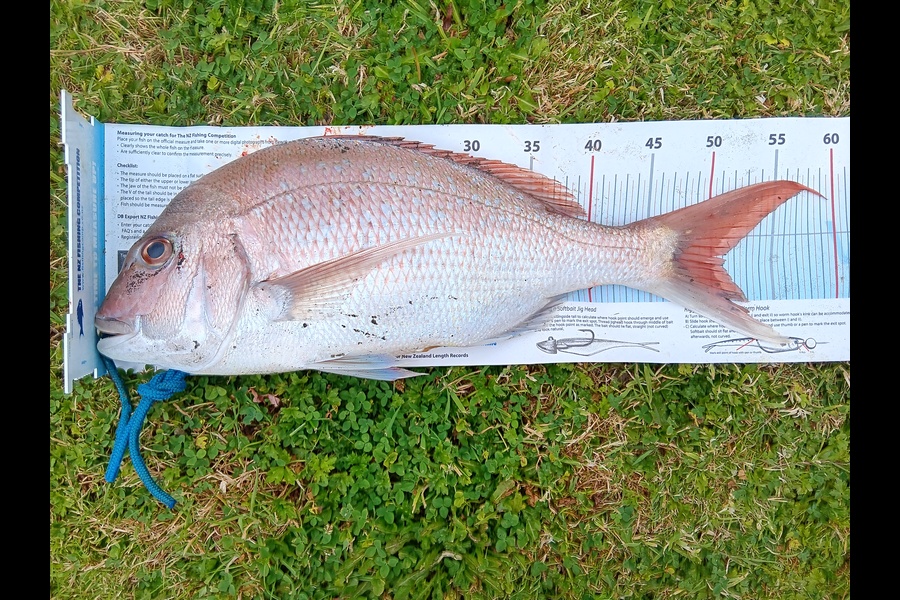 Richard Cash caught this 51.0cm Snapper at Manawatu during The Export NZ Fishing Competition
