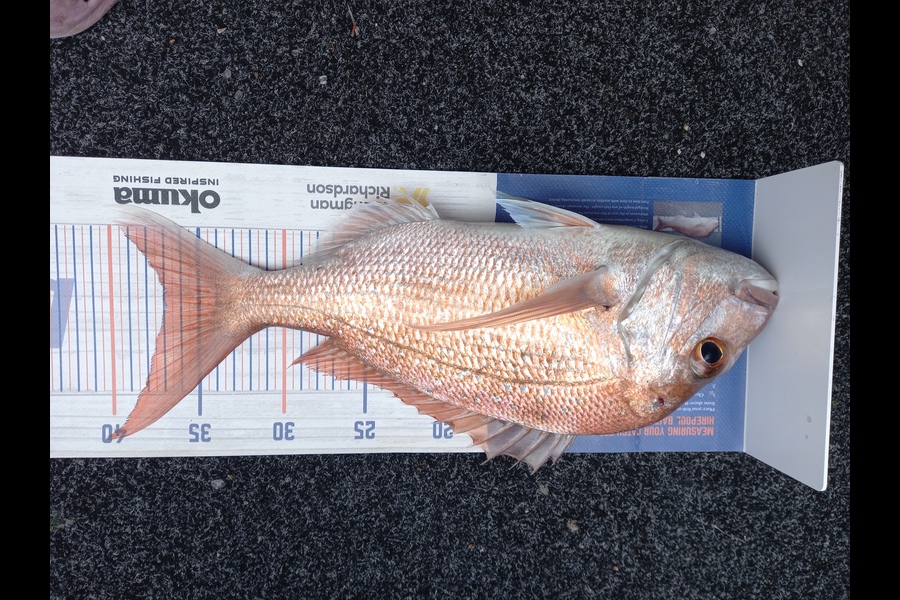 Sandra Dicker caught this 37.0cm Snapper at Auckland during The Export NZ Fishing Competition