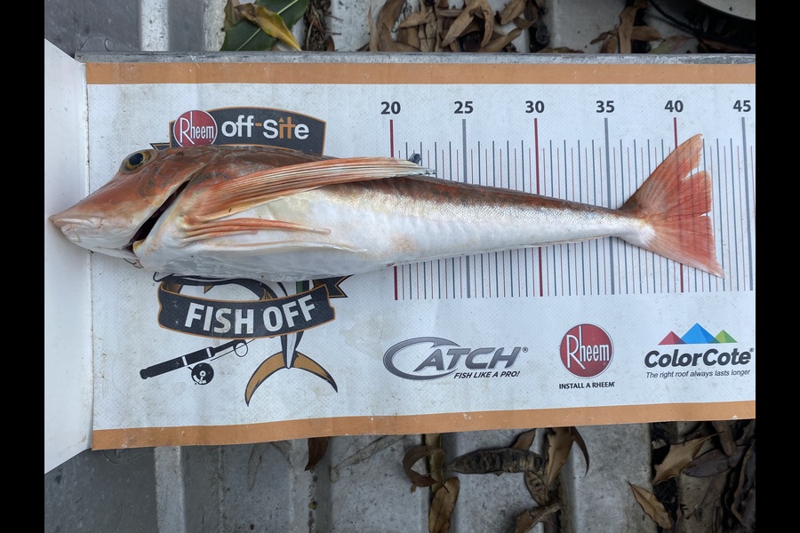 Dale Hemi caught this 42.0cm Gurnard at Wairarapa
 during The Export NZ Fishing Competition