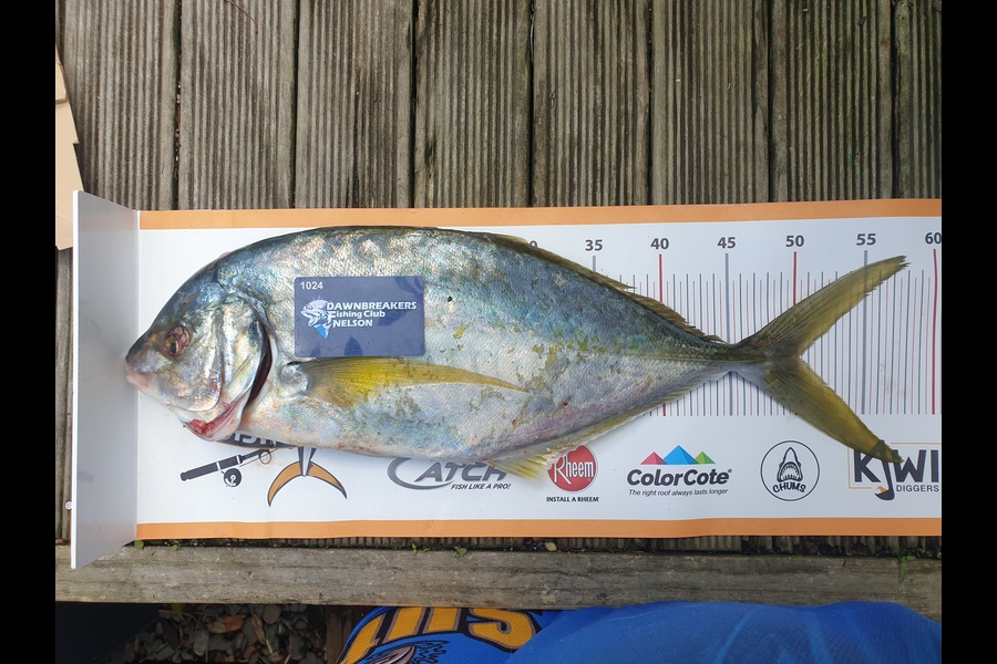Gareth  Nicholson  caught this 50.0cm Trevally at Bay of Plenty during The Export NZ Fishing Competition