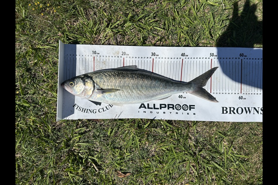 Craig Jones caught this 47.0cm Kahawai at Bay of Plenty during The Export NZ Fishing Competition