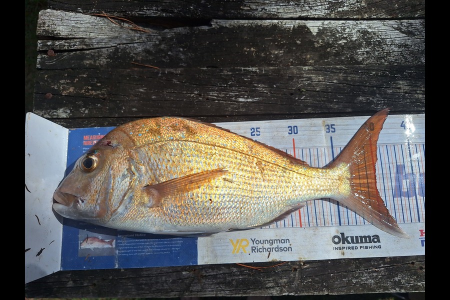 Trevor Hopson caught this 40.0cm Snapper at Coromandel during The Export NZ Fishing Competition