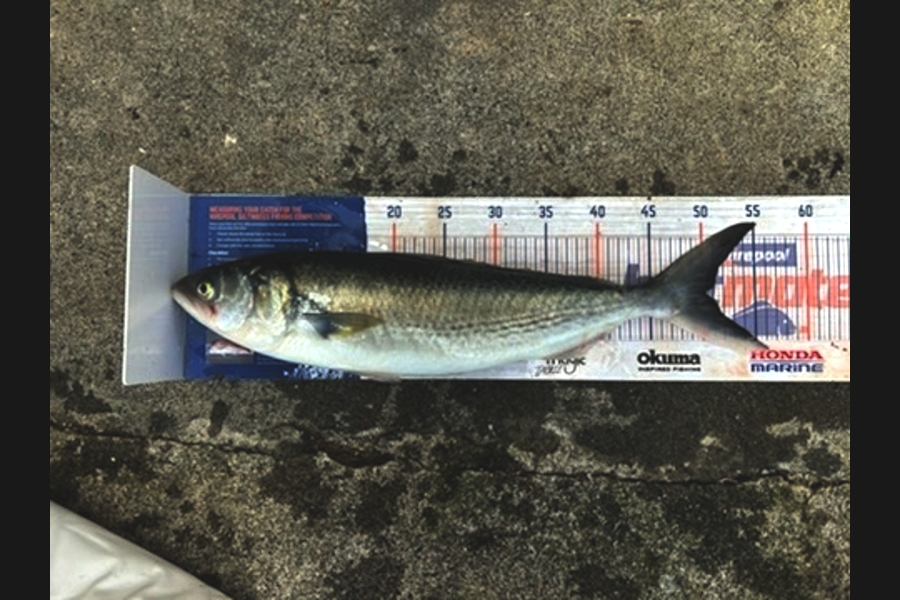 Brett Wilson caught this 50.0cm Kahawai at Wellington during The Export NZ Fishing Competition