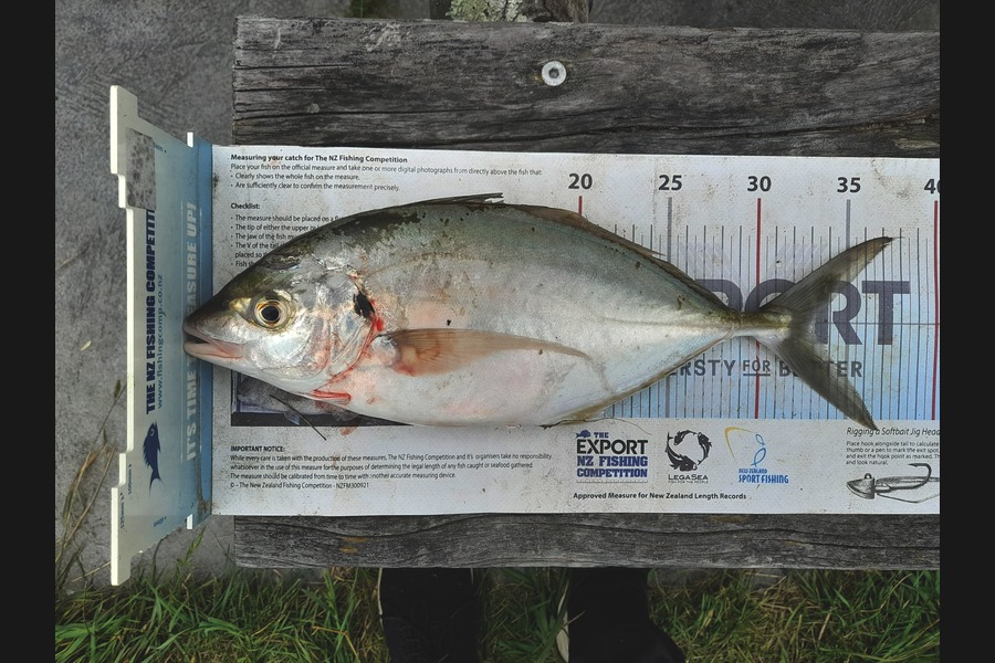Brandon Ashton caught this 33.0cm Trevally at Nelson/Marlborough during The Export NZ Fishing Competition