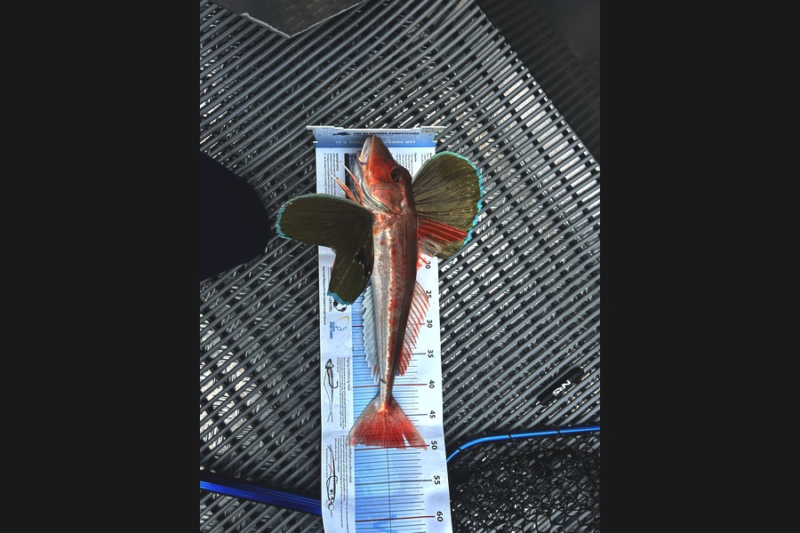 Rob  Wilson caught this 50.0cm Gurnard at Nelson/Marlborough during The Export NZ Fishing Competition