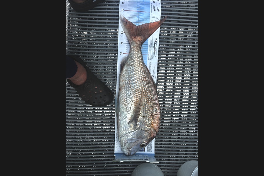 Rob  Wilson caught this 63.5cm Snapper at Nelson/Marlborough during The Export NZ Fishing Competition
