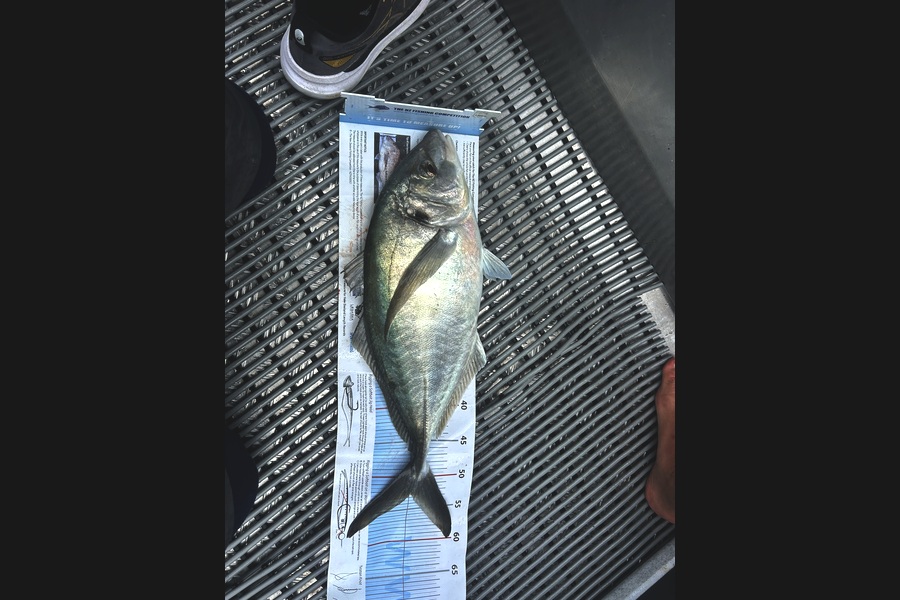 Rob  Wilson caught this 52.5cm Trevally at Nelson/Marlborough during The Export NZ Fishing Competition