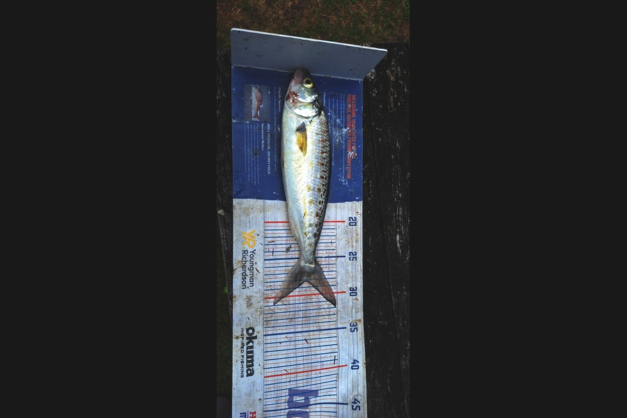 Trevor Hopson caught this 28.0cm Kahawai at Coromandel during The Export NZ Fishing Competition