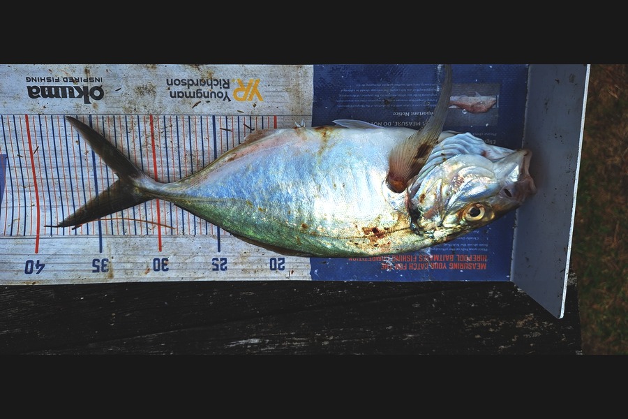 Trevor Hopson caught this 33.0cm Trevally at Coromandel during The Export NZ Fishing Competition