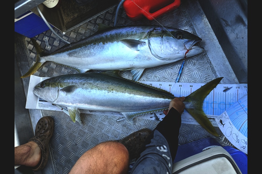 Claire Graham caught this 95.5cm Kingfish at West Coast during The Export NZ Fishing Competition