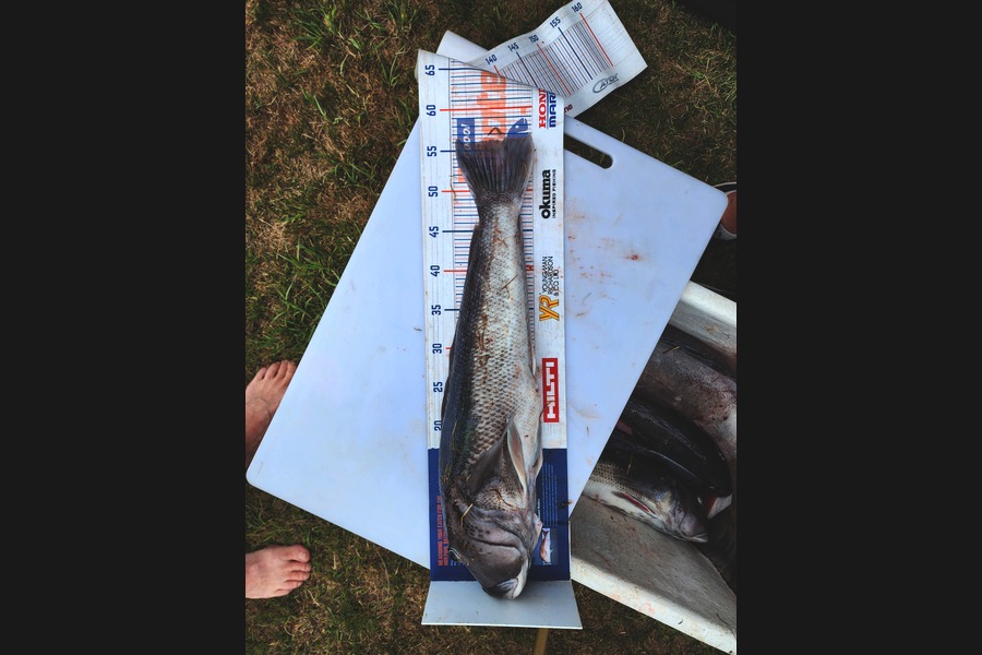 Matthew Hansen caught this 56.0cm Blue Cod at Canterbury during The Export NZ Fishing Competition