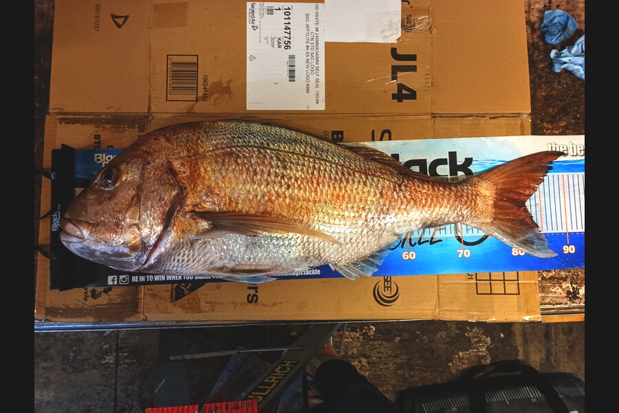 Colin Kerr caught this 82.0cm Snapper at East Cape during The Export NZ Fishing Competition