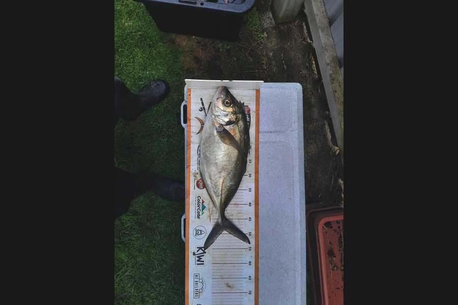 Sam Griggs caught this 48.5cm Trevally at Taranaki during The Export NZ Fishing Competition