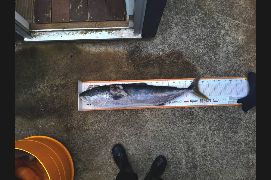 Sam Griggs caught this 101.5cm Kingfish at Taranaki during The Export NZ Fishing Competition