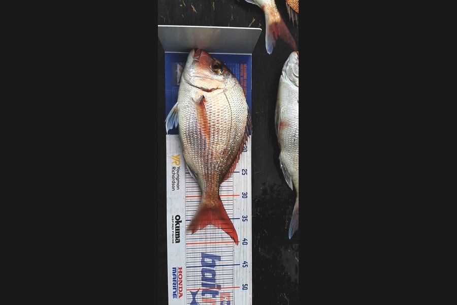 Mark Wickens caught this 35.5cm Snapper at Wellington during The Export NZ Fishing Competition