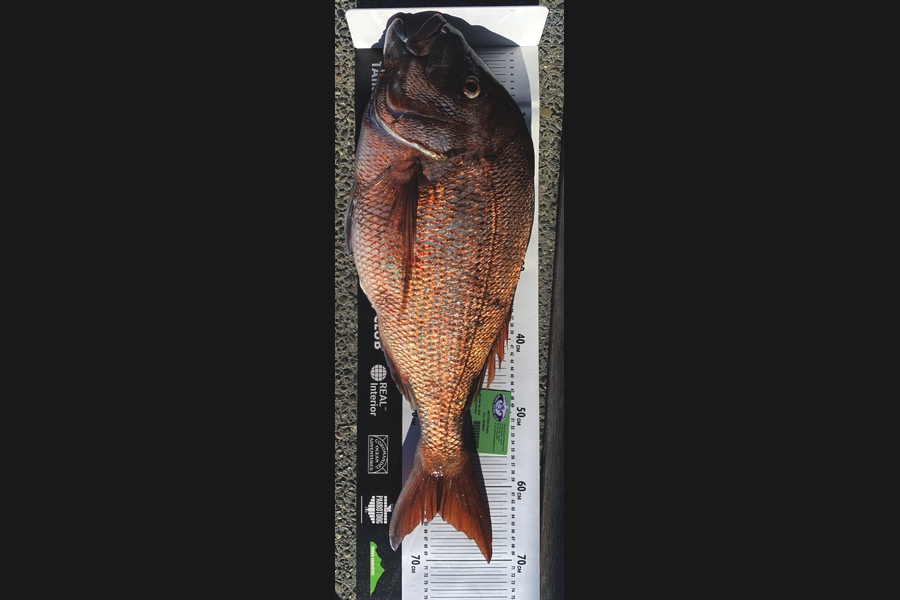 Matthew Evans caught this 63.5cm Snapper at Coromandel during The Export NZ Fishing Competition